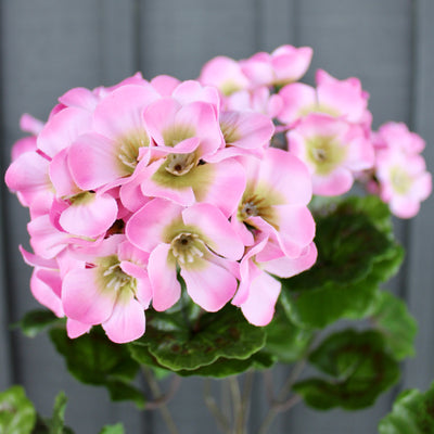 Upright Geranium Bush Pink