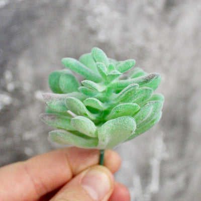 Assorted Mini Succulents