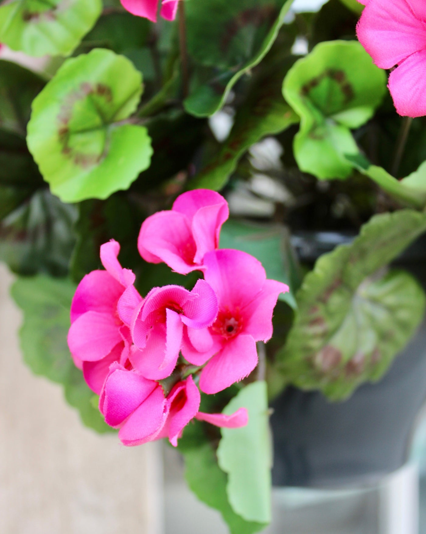 Upright Geranium Hanging Basket