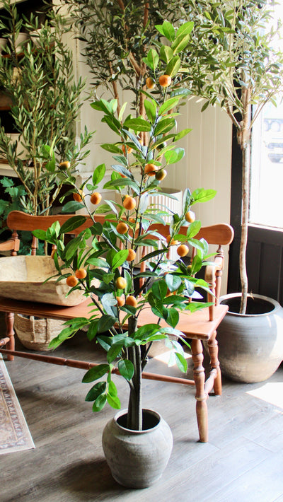 5’ Mandarin Orange Tree