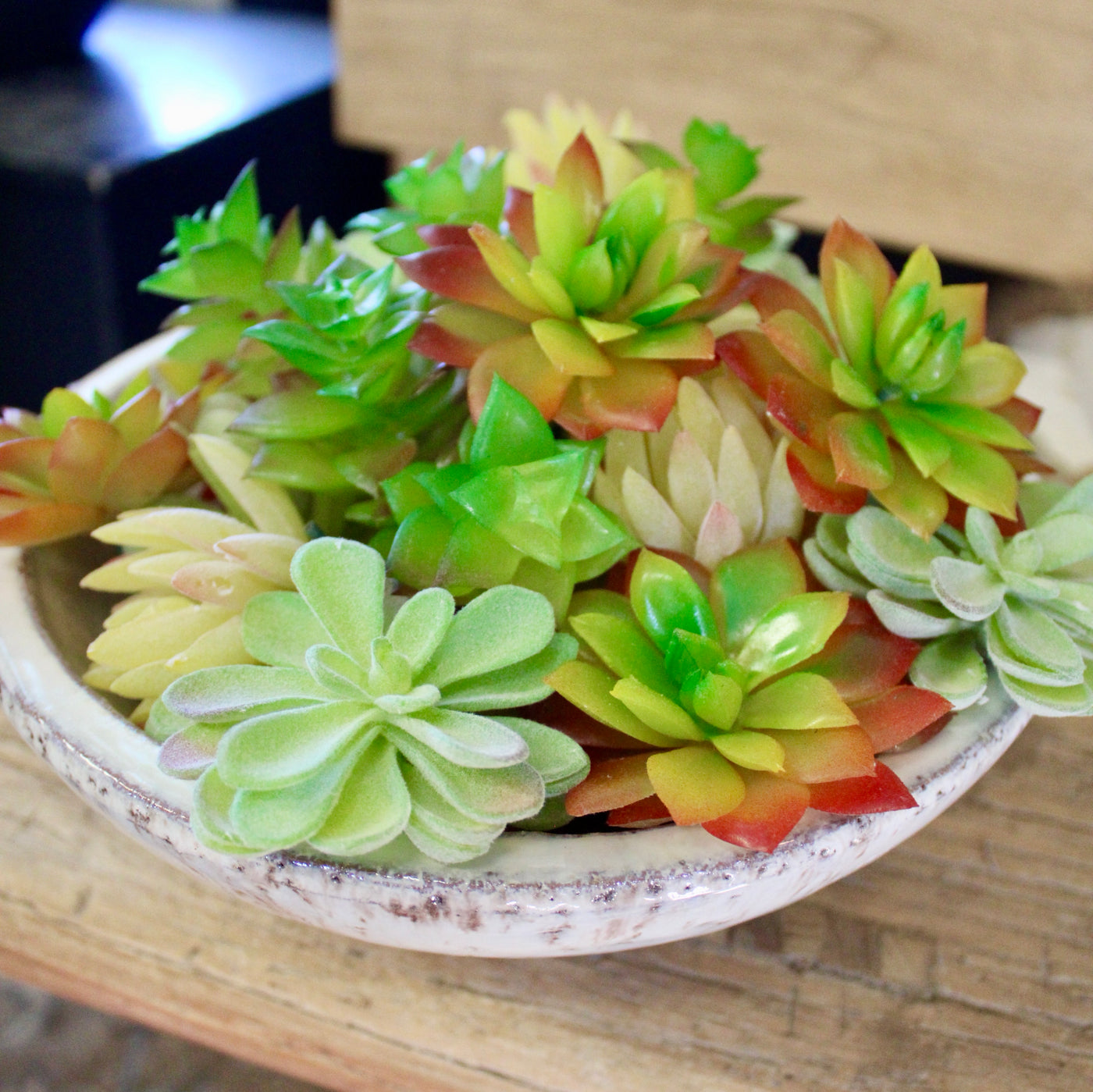 Assorted Mini Succulents