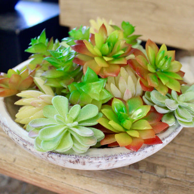 Assorted Mini Succulents