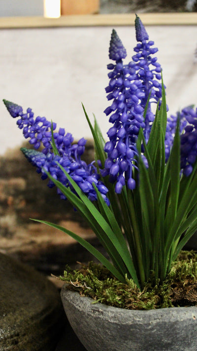 Potted Periwinkle Grape Hyacinth