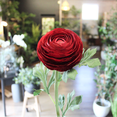 Deep Red Ranunculus Stem