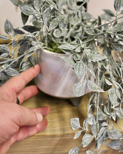 Potted Frosted Smilax