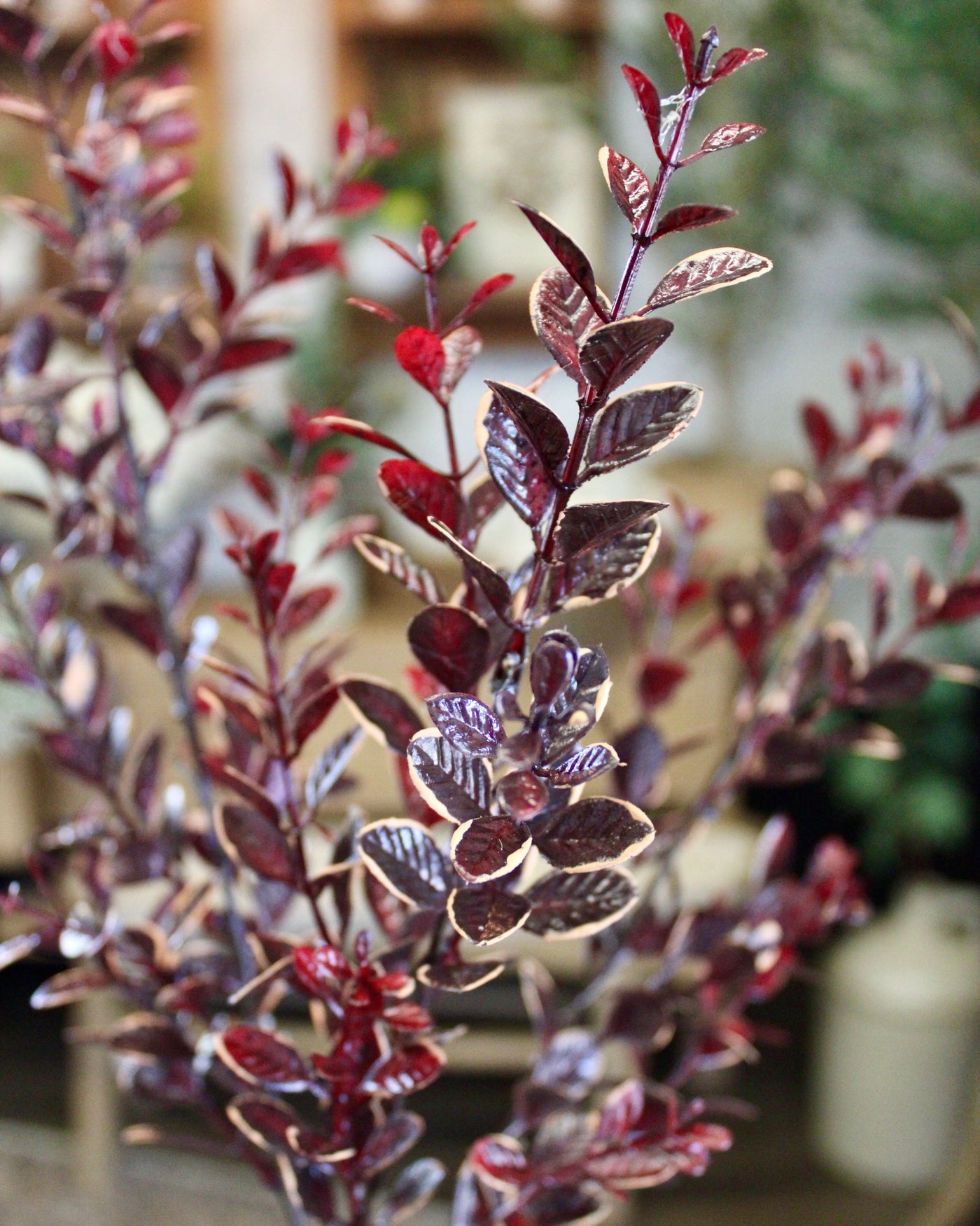Burgundy Euonymus Spray