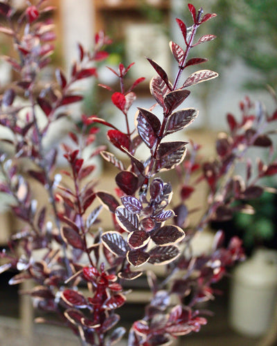 Burgundy Euonymus Spray
