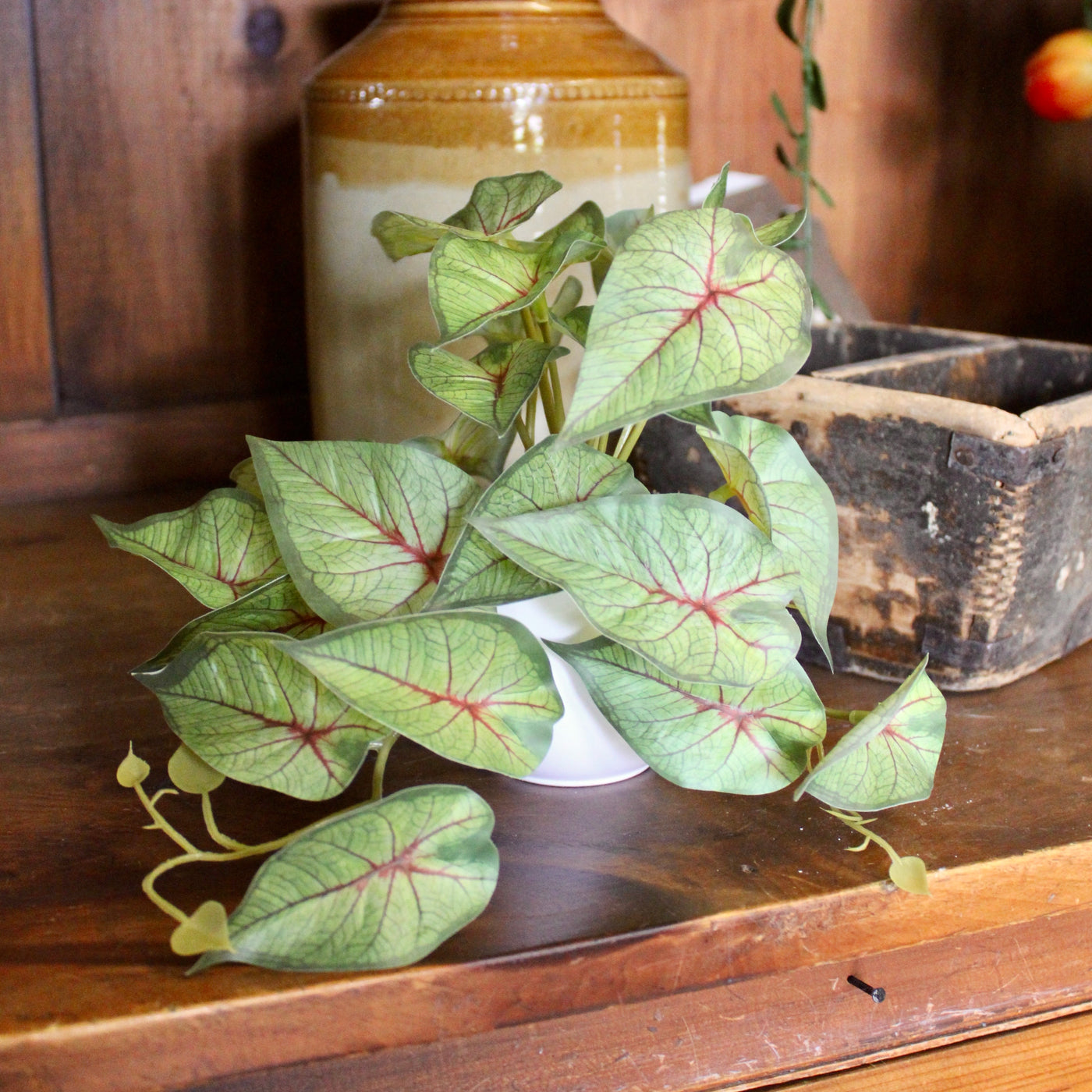 Potted Mini Caladium Vine