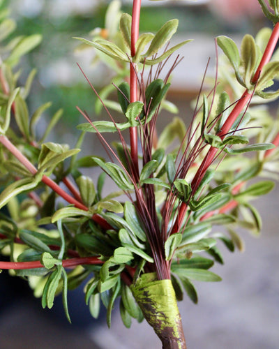 Purslane Plant
