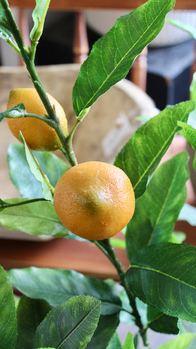 4’ Lemon Tree