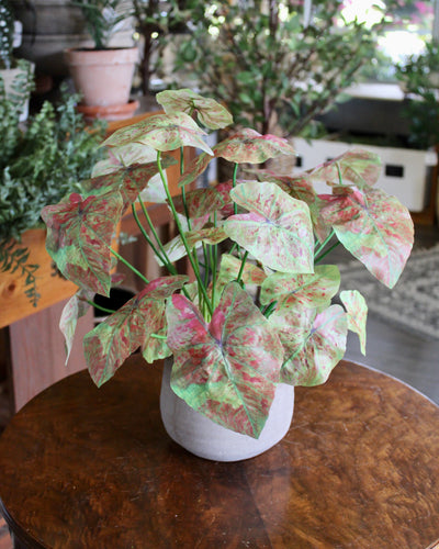 Pink Caladium Bush