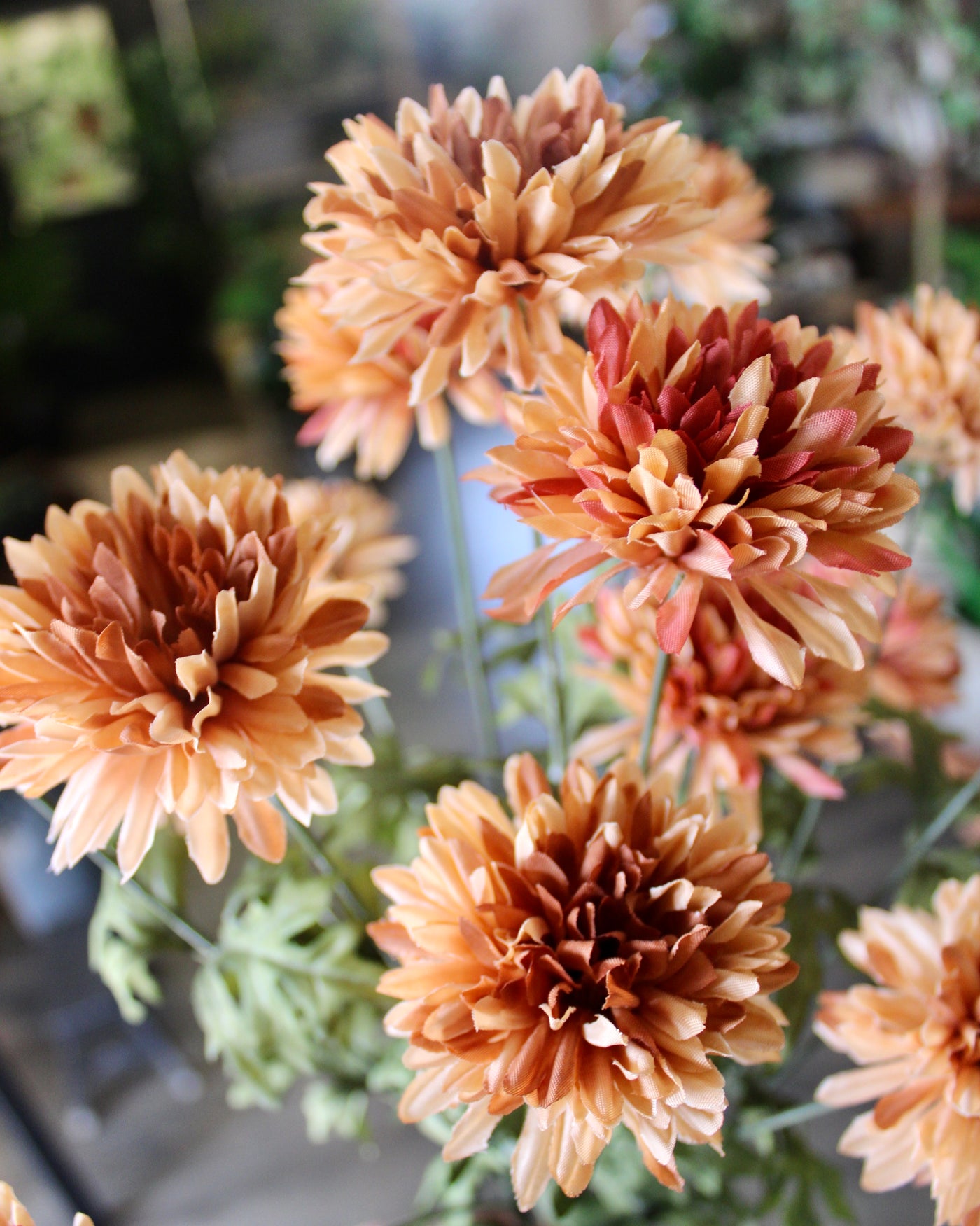 Apricot Mum Bush