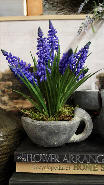 Periwinkle Grape Hyacinth Bundle