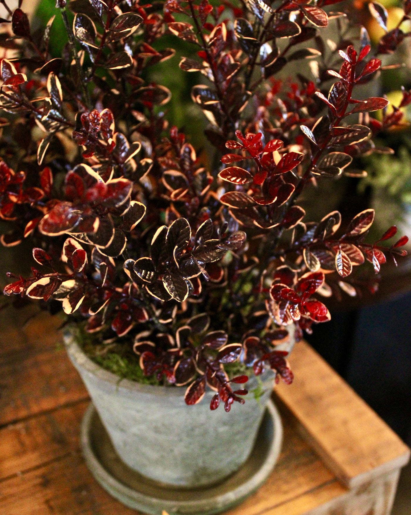 Potted Burgundy Euonymus