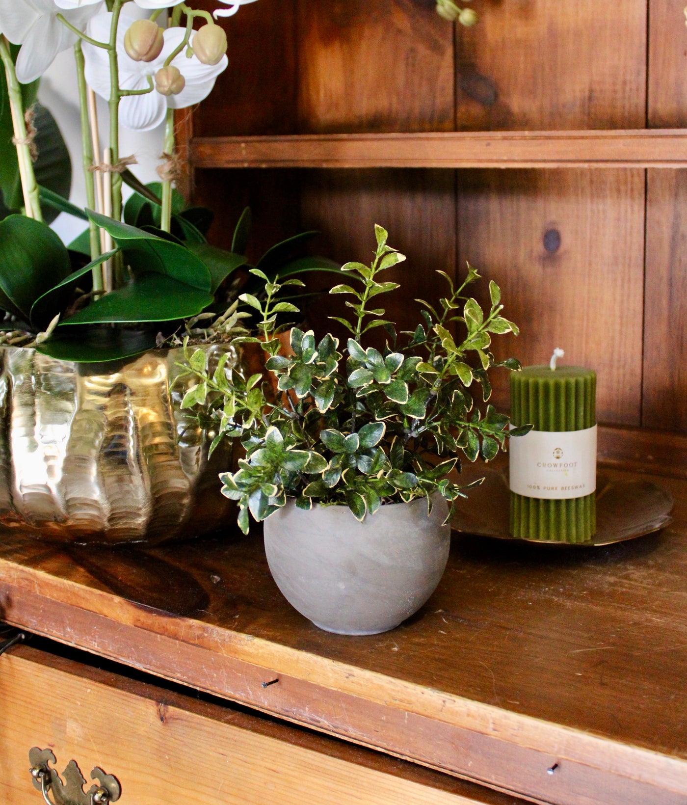 Small Potted Golden Euonymus