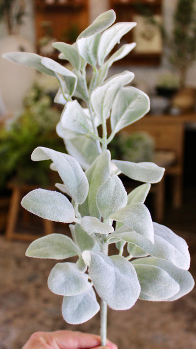 Lamb’s Ear Spray