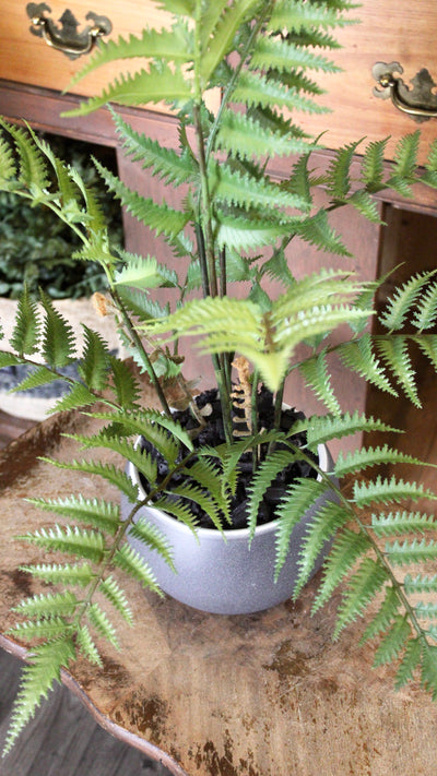 Potted Fern Bush