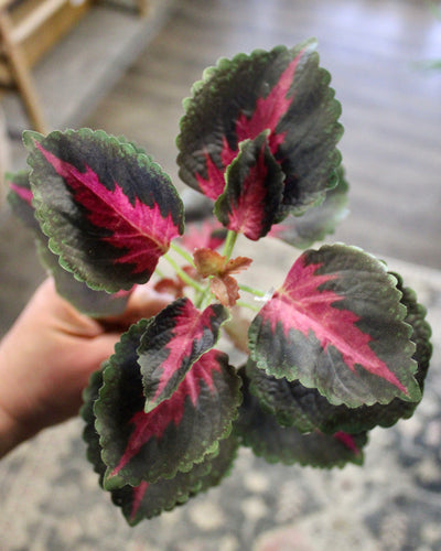 Coleus Bush