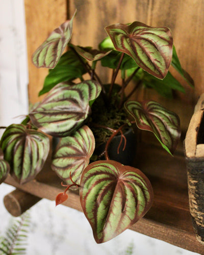 Potted Mini Watermelon Peperomia