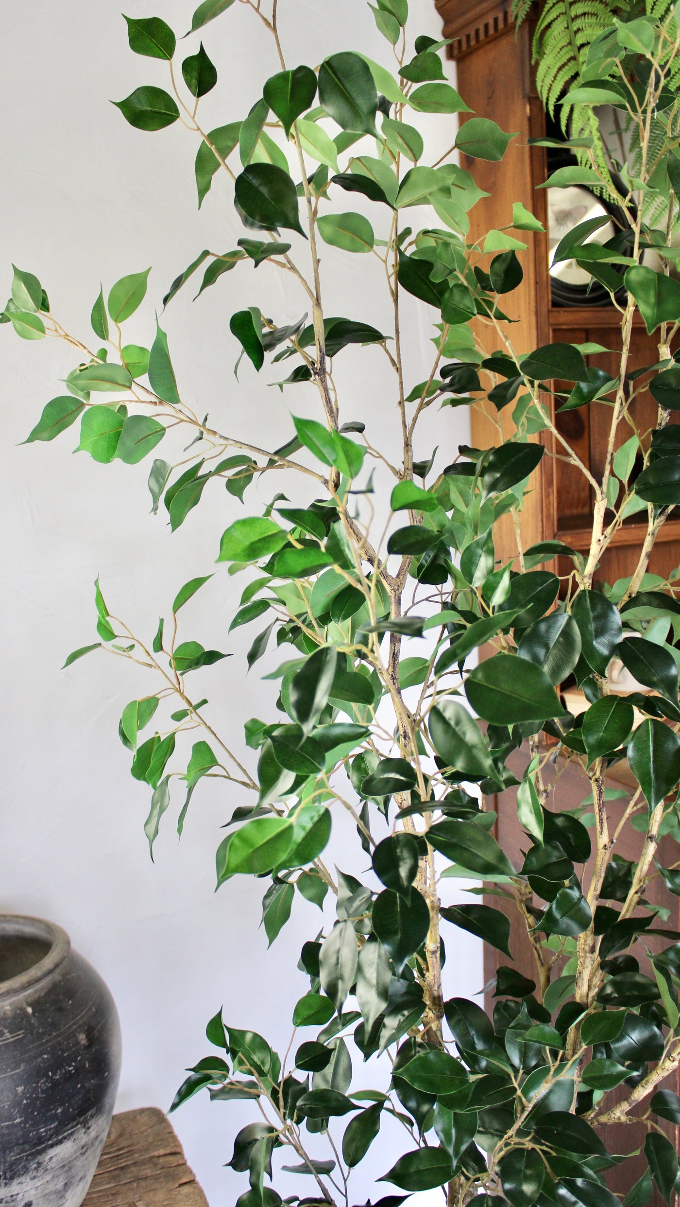 6’ Benjamina Ficus Tree