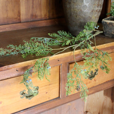 Creeping Cedar Spray