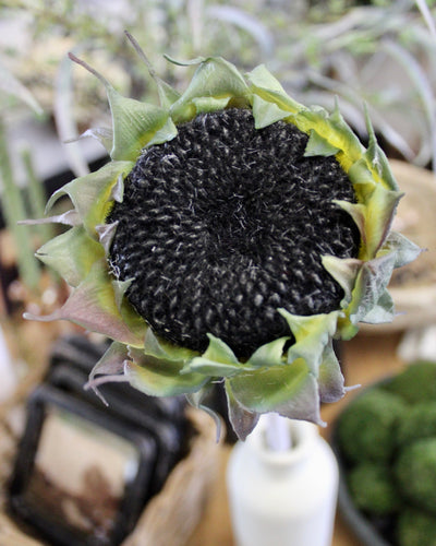 Black Sunflower Stem