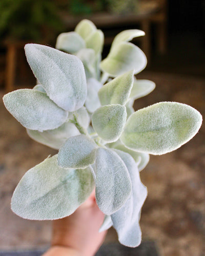 Lamb’s Ear Spray
