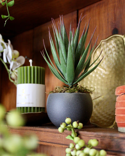 Potted Desert Yucca