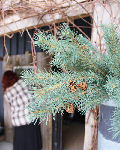 Colorado Spruce Bush