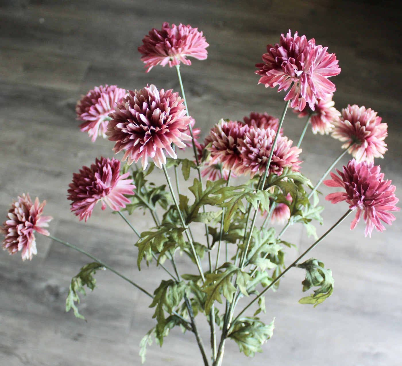 Mauve Mum Bush