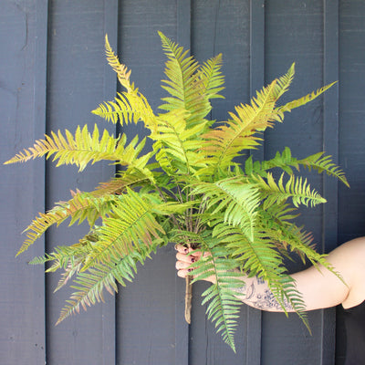 Green & Red Lady Fern Bush
