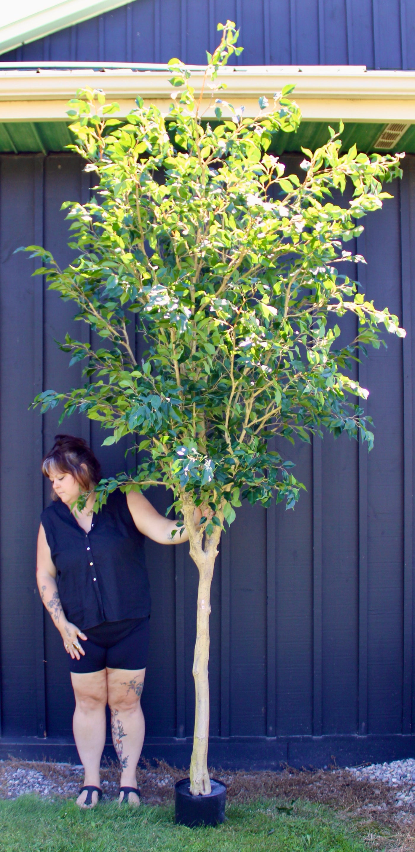 10’ Ficus Tree