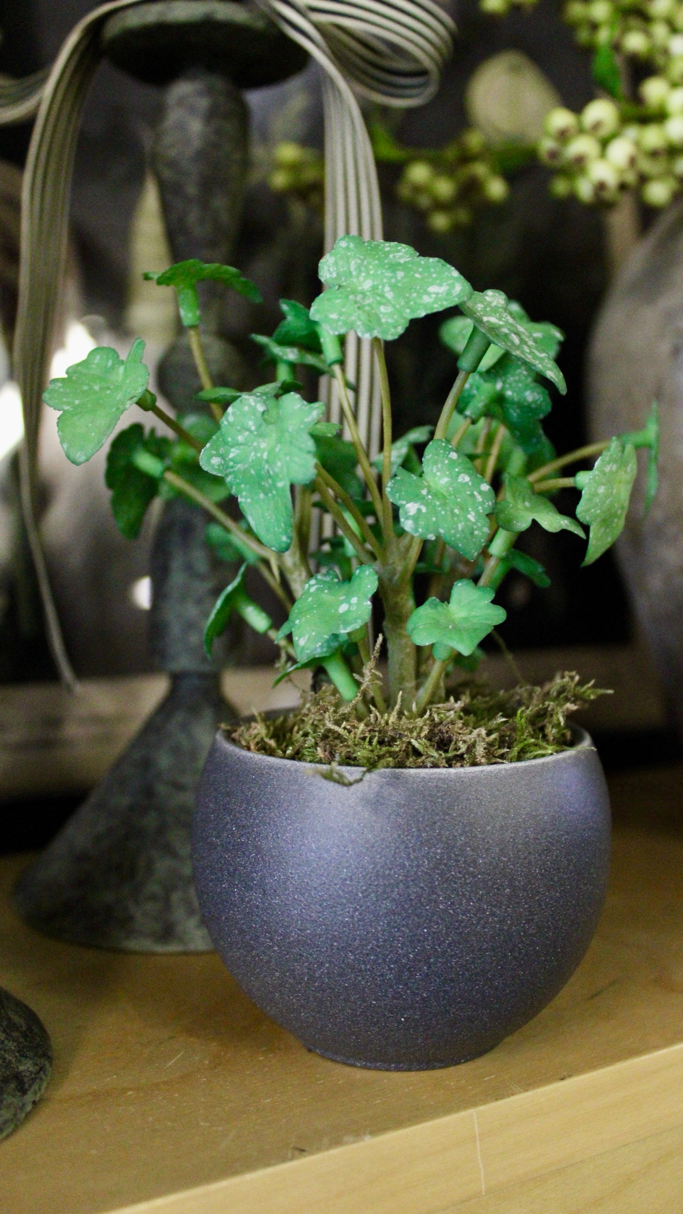 Potted Mini Ivy Sprigs
