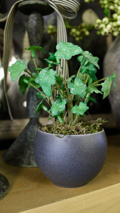 Potted Mini Ivy Sprigs