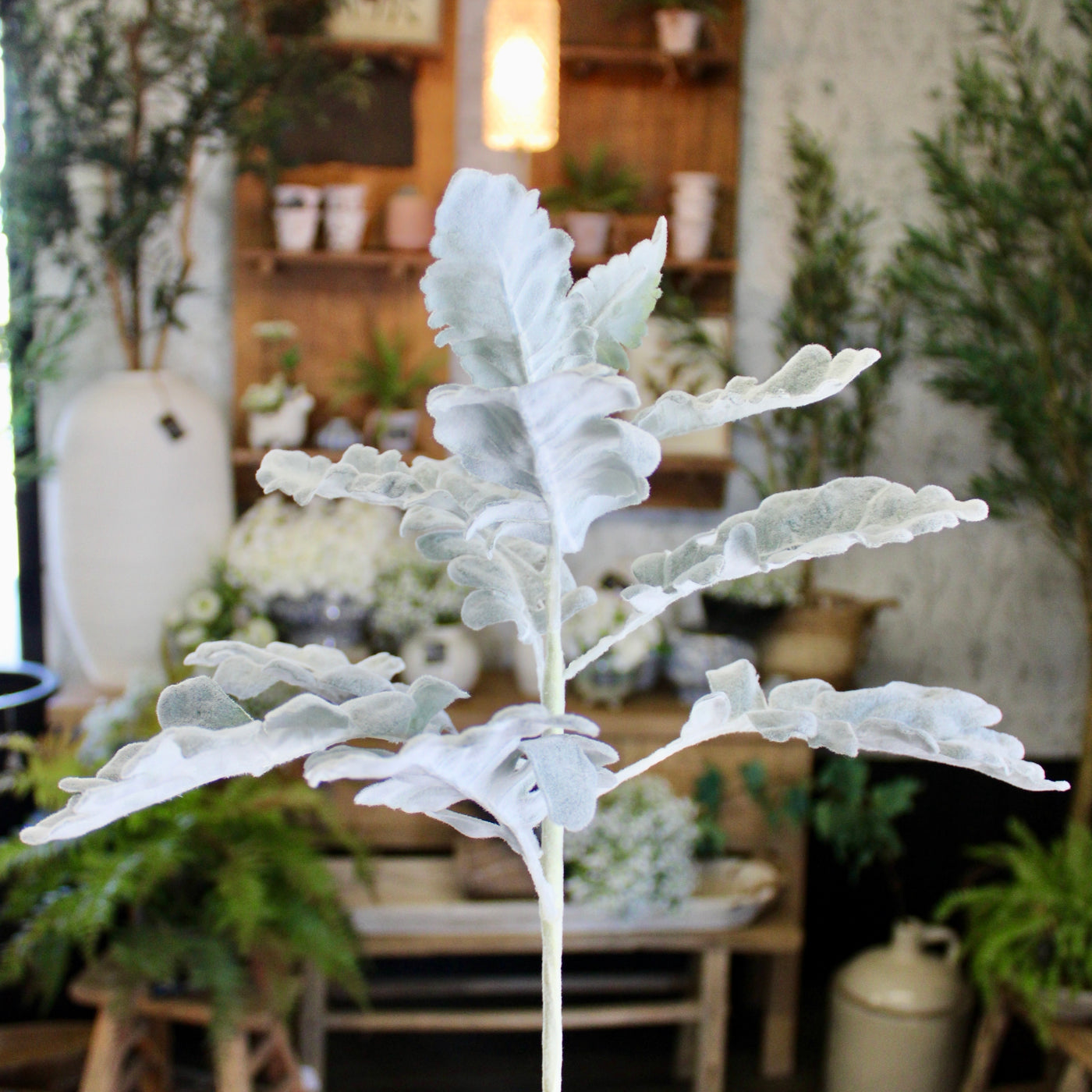 Dusty Miller Spray