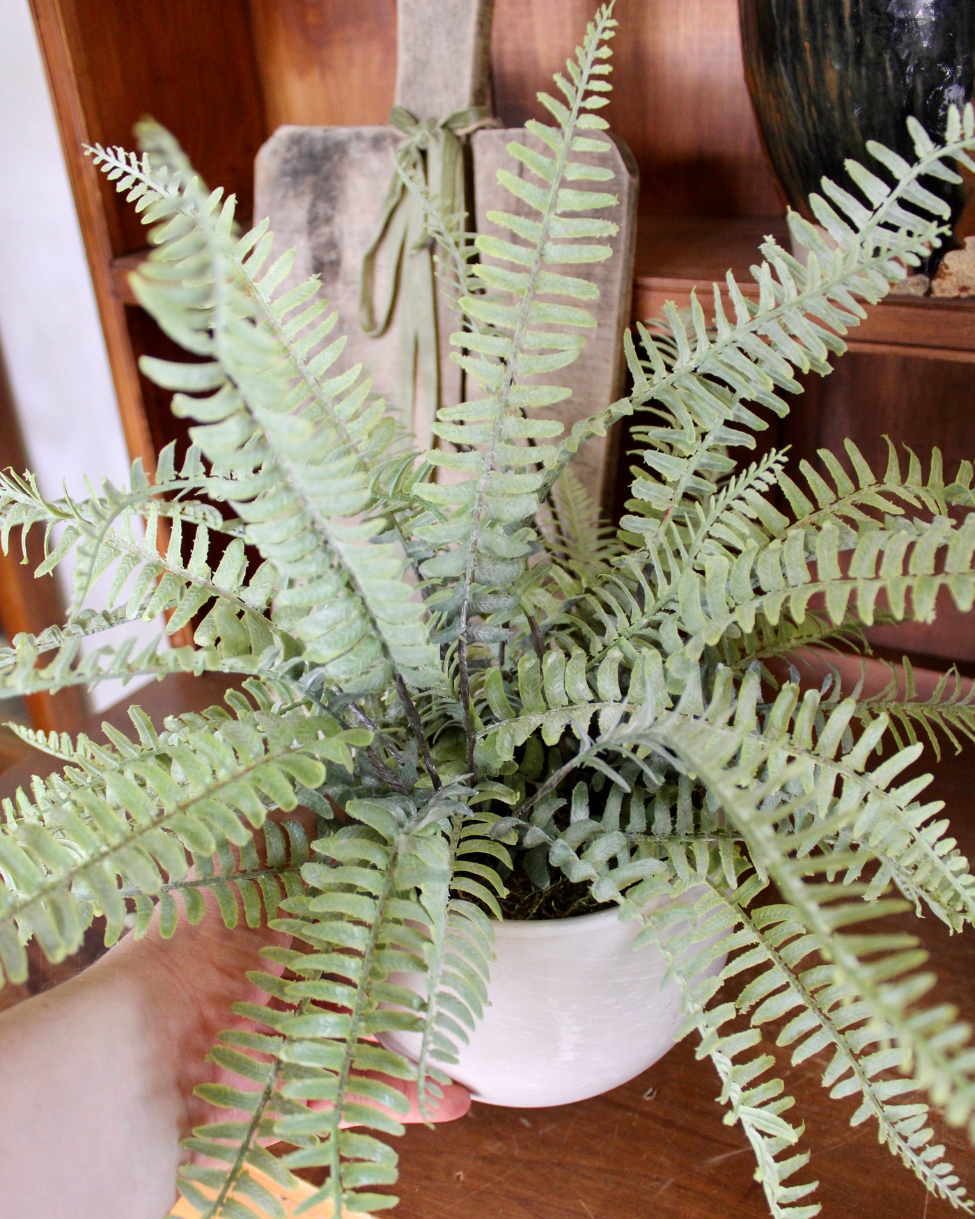 Potted Sword Fern