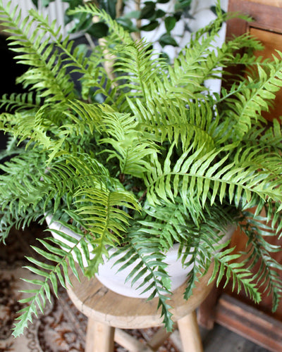 Boston Fern Compote Vase