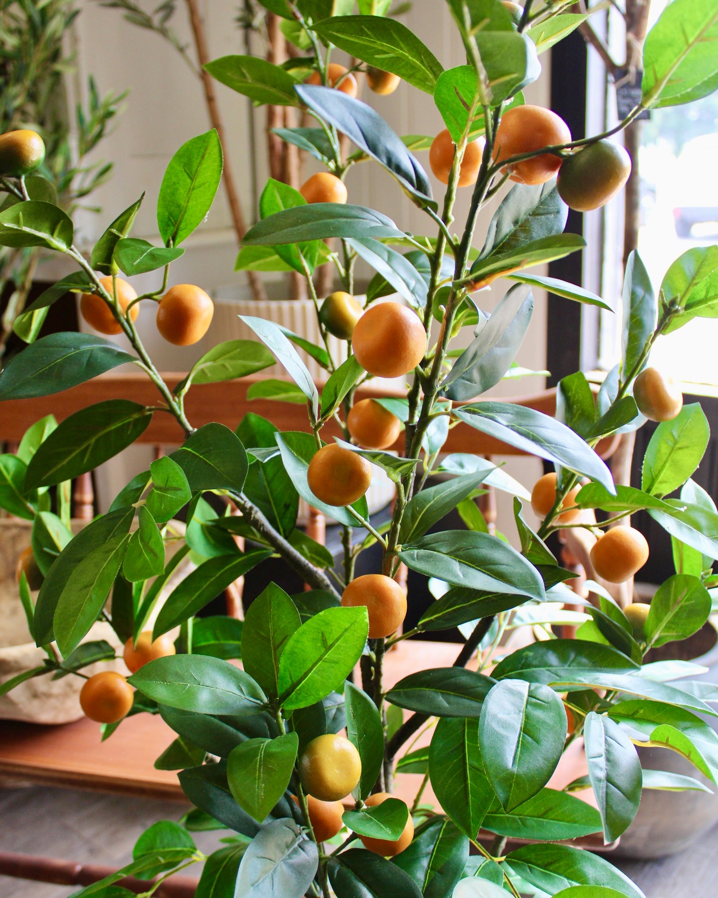 5’ Mandarin Orange Tree