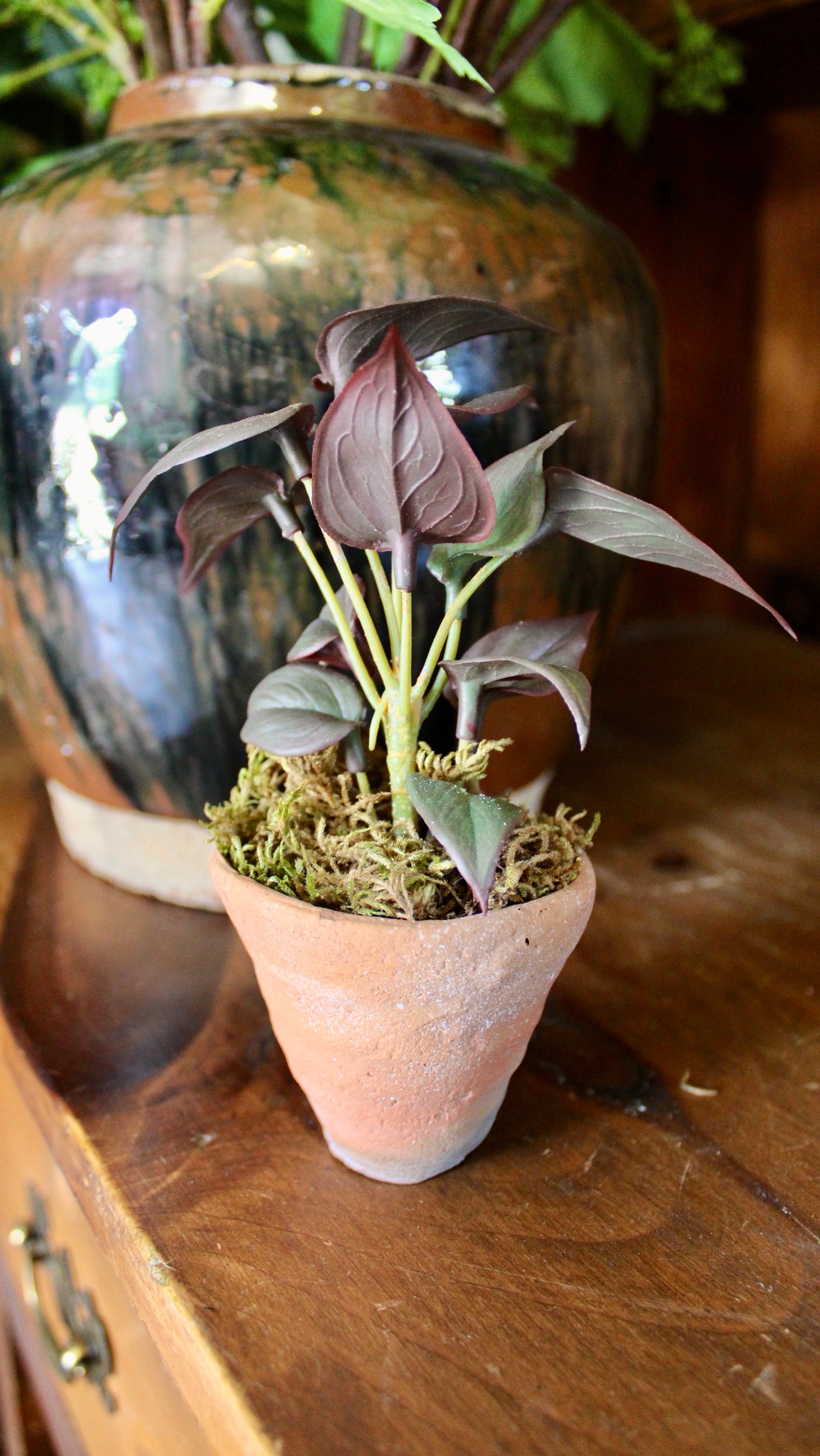 Potted Burgundy Mini Philo Sprig