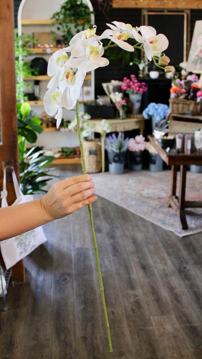 Large White Phalaenopsis Orchid Stem