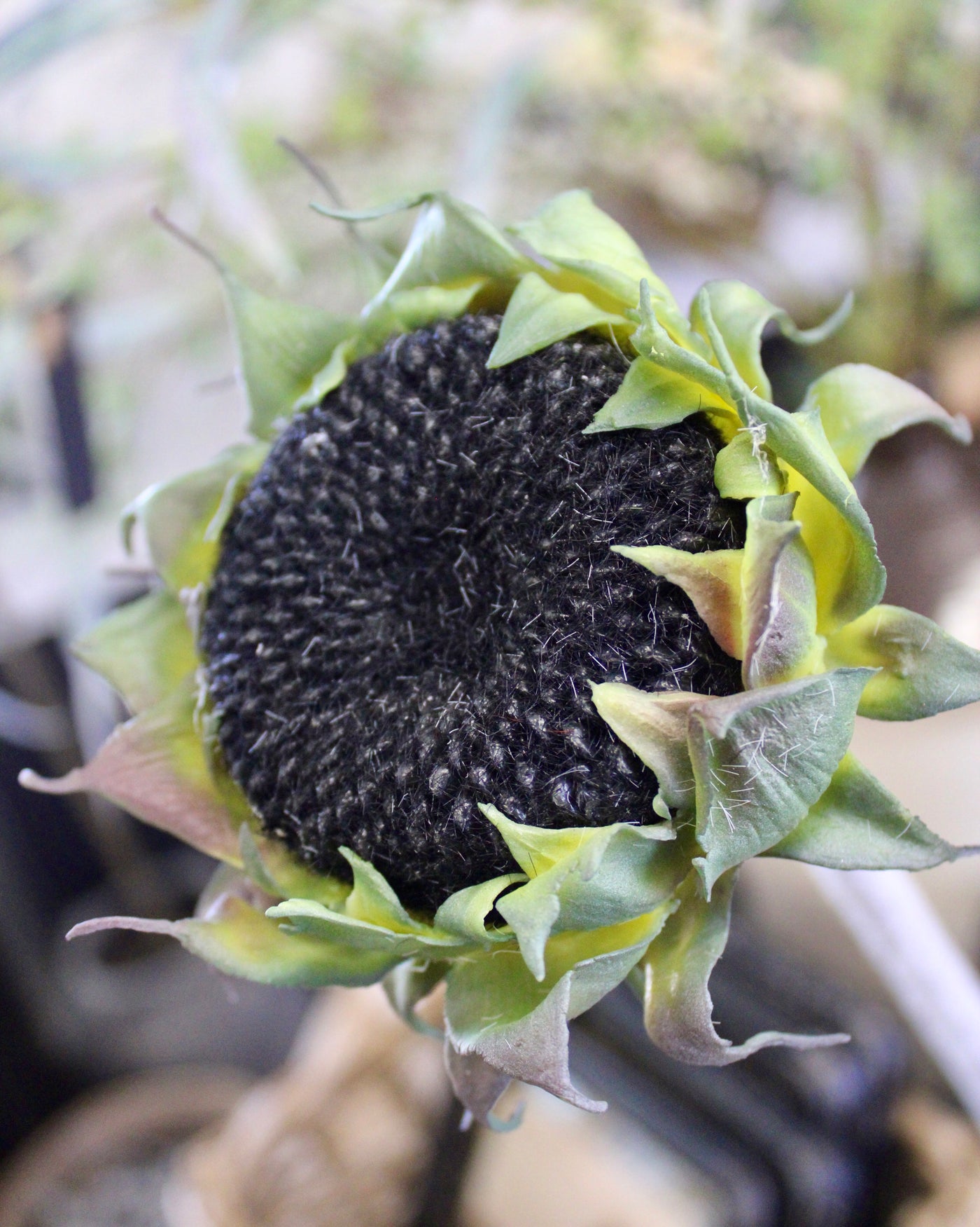 Black Sunflower Stem