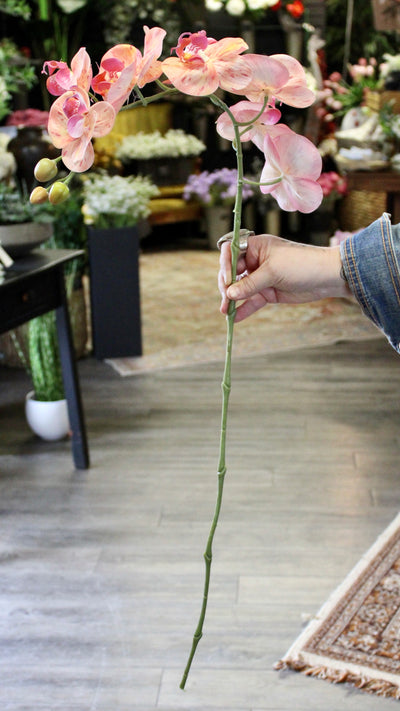 Pink Phalaenopsis Orchid Stem