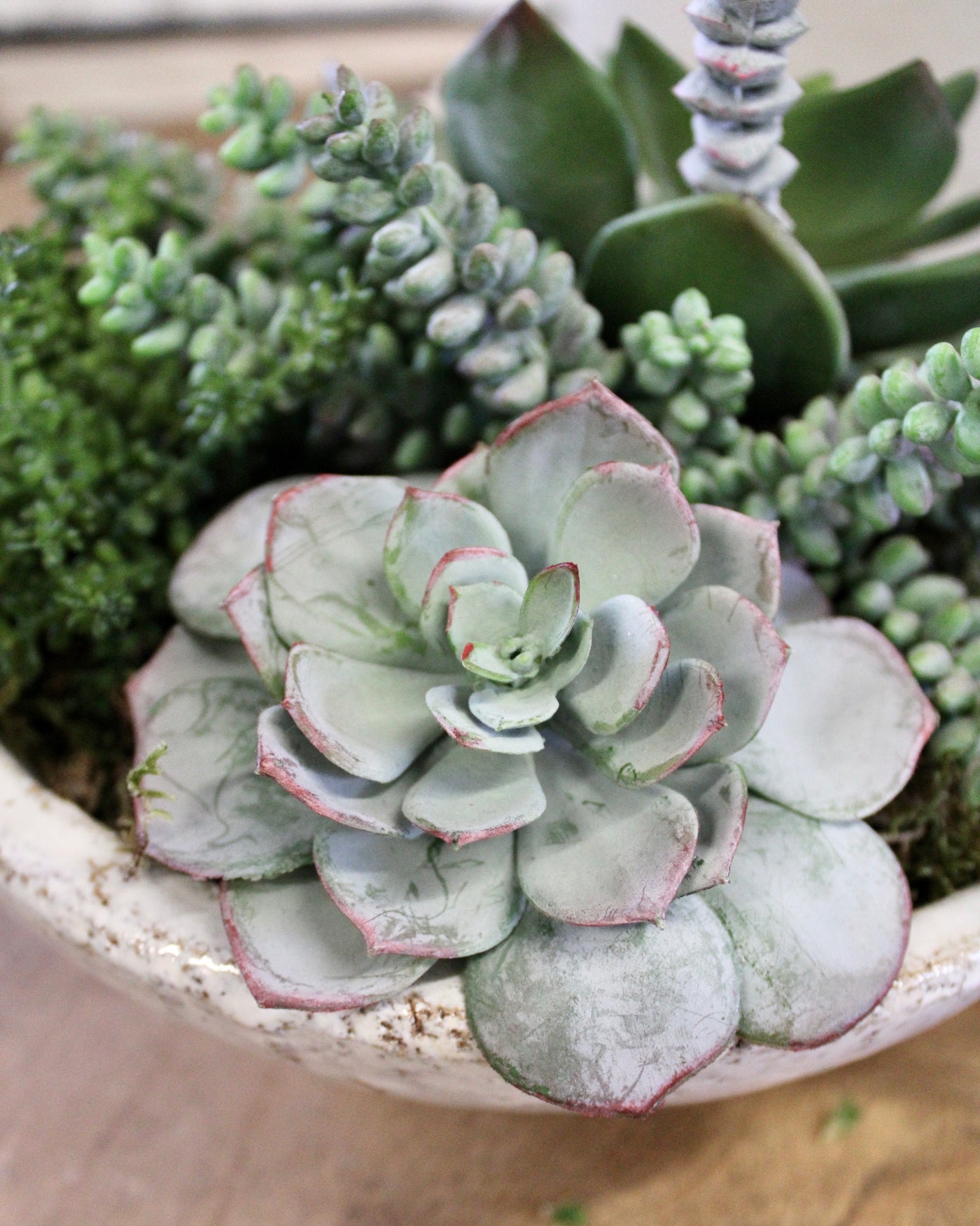 Potted Succulent Mix