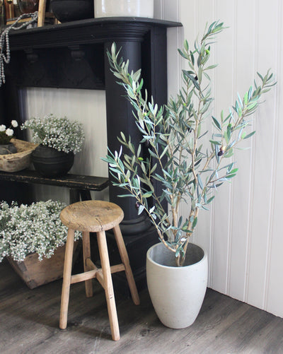 4' Olive Tree