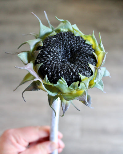 Black Sunflower Stem