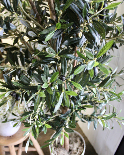 74” Natural Trunk Olive Tree