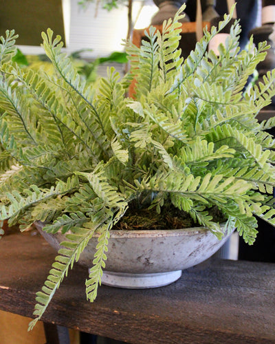 Frosted Fern Bowl