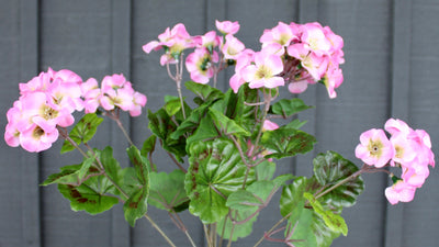 Upright Geranium Bush Pink