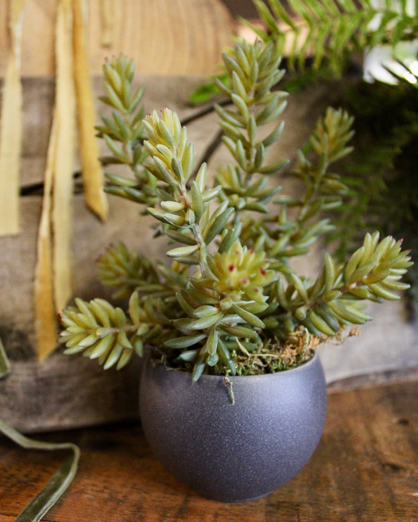 Potted Barberton Succulent