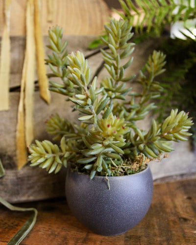 Potted Barberton Succulent
